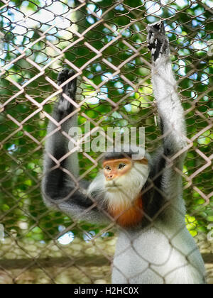 Rouge en captivité-shanked douc langur (Pygathrix nemaeus) dans une cage au centre de sauvetage des primates en voie de disparition dans la région de Cuc Phuong, Vietnam Banque D'Images