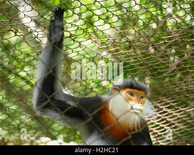 Rouge en captivité-shanked douc langur (Pygathrix nemaeus) dans une cage au centre de sauvetage des primates en voie de disparition dans la région de Cuc Phuong, Vietnam Banque D'Images