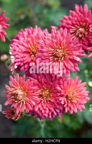 Chrysanthemum 'Agnes Ann' dans le jardin. Banque D'Images