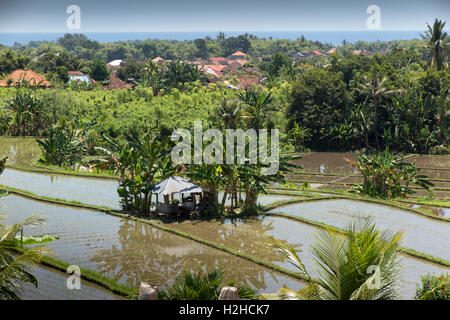 L'INDONÉSIE, Bali, Lovina, côte nord de rizières en terrasses à Banjar Banque D'Images