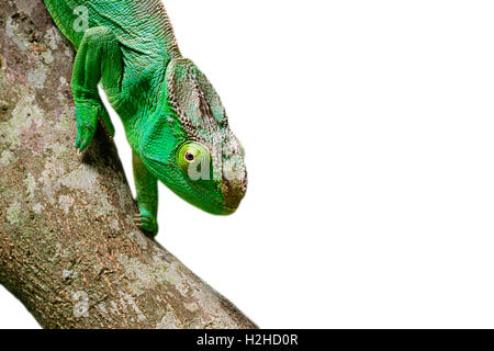 Parson's caméléon Calumma parsonii (géant) : le plus grand caméléon du monde est endémique à Madagascar. Banque D'Images