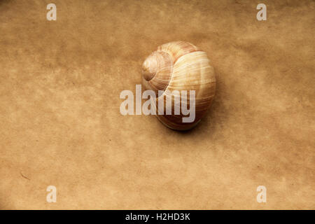 Coquille d'escargot de raisin sur vieux papier Banque D'Images