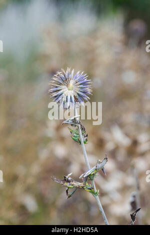 Echinops ritro veitchs bleu. Globe thistle flower allant à la semence dans un jardin anglais Banque D'Images