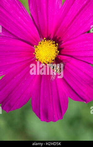 Eupeodes luniger . Hoverfly se nourrissant de fleurs cosmos Banque D'Images