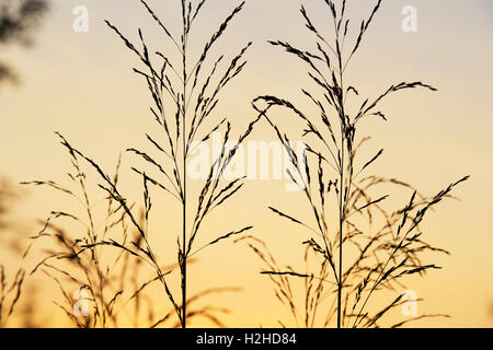Herbes ornementales silhouette au lever du soleil Banque D'Images