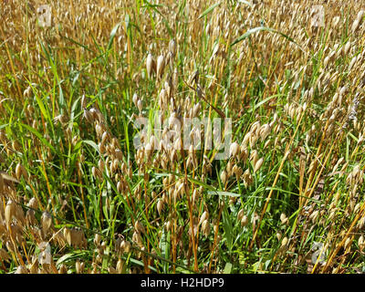 Hafer ; Avena sativa, Saat-Hafer Saathafer ; ; Banque D'Images