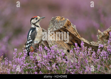 Plus grand / Grand pic mar (Dendrocopos major ), jeune oiseau, assis à une extrémité d'arbre en fleurs de bruyère. Banque D'Images