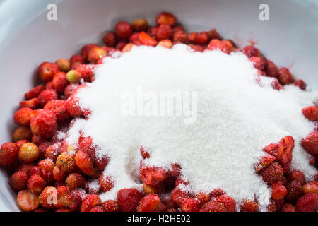 Faire de la confiture de fraises, ajouter le sucre dans le bol avec les baies. Profondeur de champ. Banque D'Images