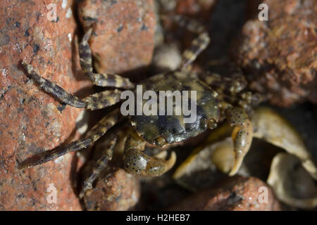 La rive asiatique,crabe Hemigrapsus sanguineus,trouvés dans la zone de marée,côte est de Jersey, Channel Islands. Banque D'Images