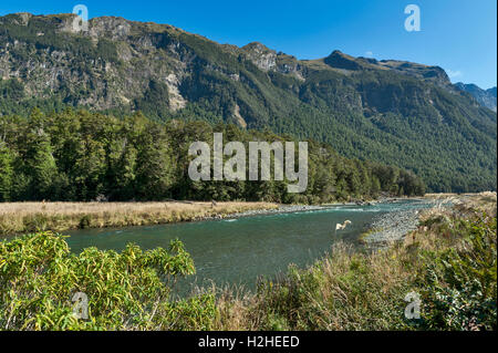 Mackay Creek, Parc National de Fiordland, le nord du Fiordland, surplombant la vallée d'Eglinton, sur le Milford Road, New Zealand Banque D'Images