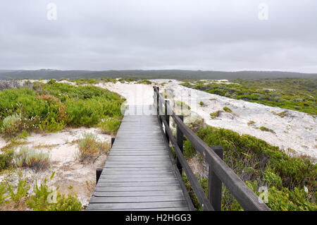 Boardward en bois blanc avec point de falaise calcaire robuste dans les dunes végétalisées sur la côte à Hamelin Bay, Australie occidentale Banque D'Images