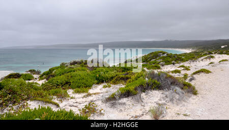 Promontoire de calcaire blanc Cliff Point avec dunes végétalisées donnant sur le grand océan du Sud à Hamelin Bay, Australie occidentale Banque D'Images