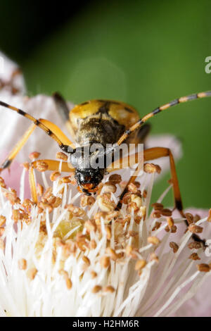 Rutpela maculata longhorn beetle Banque D'Images