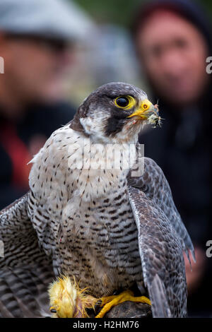 Le faucon pèlerin (Falco peregrinus). Ces oiseaux sont les animaux les plus rapides au monde. Banque D'Images