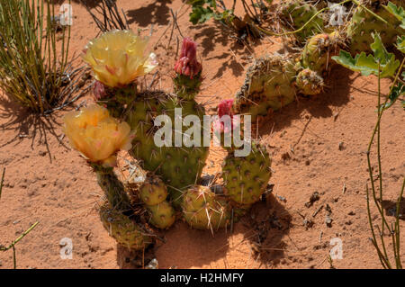 Un Purple-Fruited le figuier de Barbarie (Opuntia phaeacantha var. phaeacantha) aka Tulip figuier de Barbarie en fleurs à Arches National Park, UT Banque D'Images