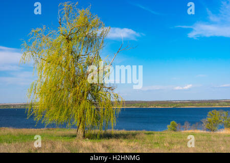 Saule pleureur Lonely tree against blue ciel sans nuages sur un lanceur Dniepr riverside au centre de l'Ukraine à la saison du printemps Banque D'Images