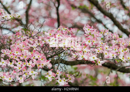 Les fleurs de cerisier sur un cerisier japonais Banque D'Images