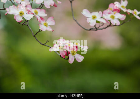Les fleurs de cerisier sur un cerisier japonais Banque D'Images