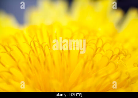 Pissenlit fleur jaune gros plan extrême Banque D'Images