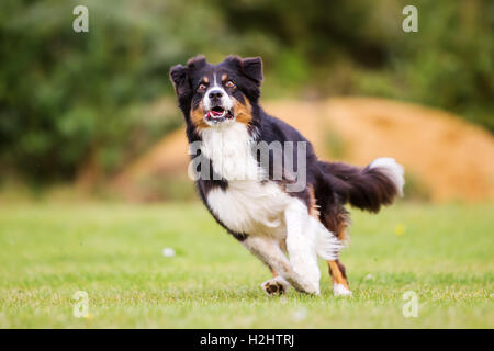Berger Australien chien qui court sur la prairie Banque D'Images