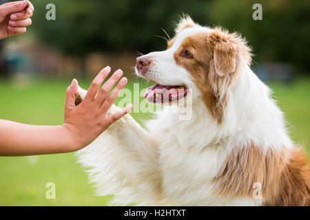 Girl donne un chien berger australien cinq haut Banque D'Images