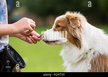 Girl donne un chien berger australien un régal Banque D'Images