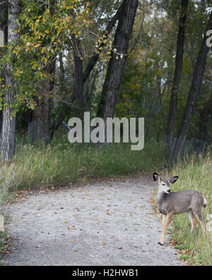 Le cerf mulet (Odocoileus hemionus) dans le sanctuaire de faune urbaine Banque D'Images