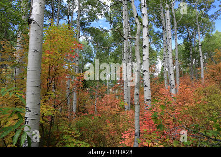 Couleurs d'automne dans les montagnes, Salt Lake City, Utah Banque D'Images