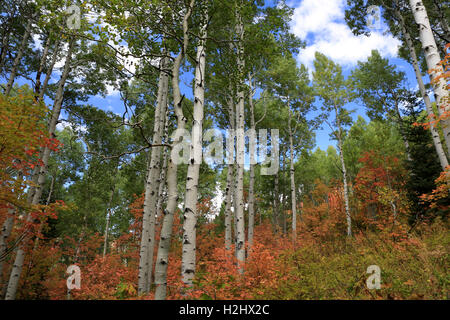 Couleurs d'automne dans les montagnes, Salt Lake City, Utah Banque D'Images