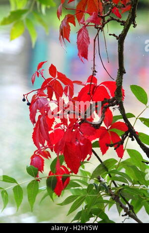 Scène d'automne avec les feuilles de vigne rouge sur vinaigrier. Banque D'Images