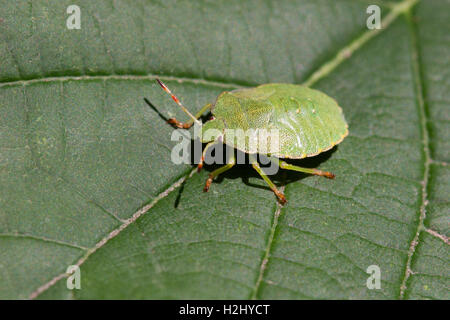 Green Shield Bug, Palomena prasina, nymphe unique reposant sur la feuille. Prises d'août. Lea Valley, Essex, Royaume-Uni. Banque D'Images