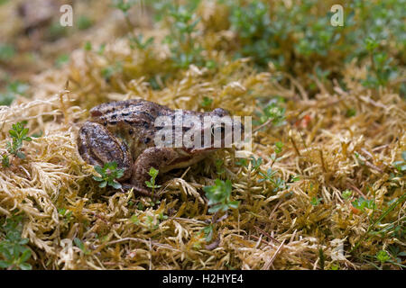 Grenouille Rousse, Rana temporaria, seul adulte reposant sur la banque moussus. Linn de Dee, Ecosse, Royaume-Uni. Banque D'Images