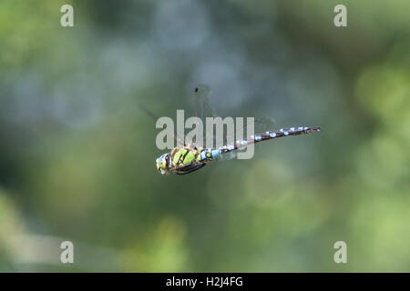 Libellule. Le sud de Hawker Aeshna cyanea mâle, vol, Sussex, UK. En août. Banque D'Images