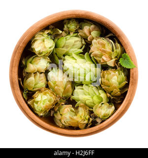 Sauts sur bol en bois sur fond blanc. La moitié des cônes du houblon, Humulus lupulus. Banque D'Images