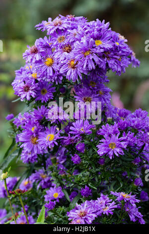 Fleurs bleu tacheté de pluie de l'automne, la floraison de Michaelmas daisy, Symphyotrichum novi-belgii 'Marie Ballard' Banque D'Images