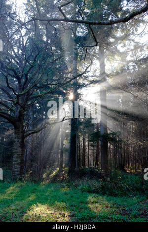 Rayons du soleil matinal de briser les arbres dans la forêt de Thetford, Norfolk, UK Banque D'Images