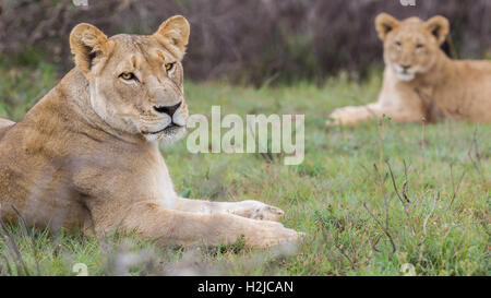 Deux jeunes lionnes reste dans une clairière, fixant la caméra, mais apparemment trop paresseux pour se déplacer. Banque D'Images