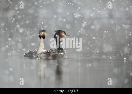 Beaucoup de grèbes huppés (Podiceps cristatus ), une paire, une cour, des chutes de neige, la fin de l'arrivée de l'hiver, les chutes de neige, des flocons de neige. Banque D'Images