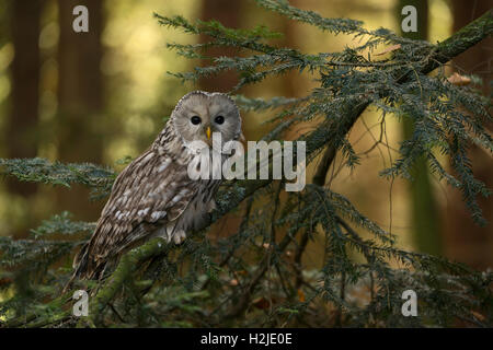 Oural Owl / Habichtskauz ( Strix uralensis ) perché sur une branche dans un conifère, vue de côté, corps entier, éruptions ensoleillées en arrière-plan, faune, Europe. Banque D'Images