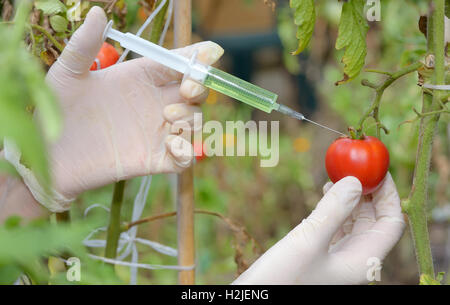 L'injection dans des émissions de tomate rouge Banque D'Images