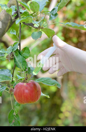 L'injection de liquide à l'aide de red apple orchard en seringue Banque D'Images