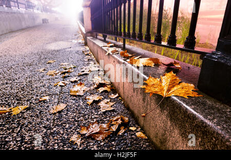 City street at night avec les arbres, les feuilles sur le sol et lampadaire Banque D'Images