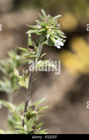 Lithospermum arvense, Cromwell Maïs, Surrey, UK Banque D'Images