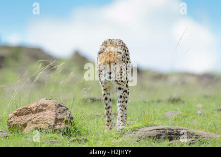 Cheetah (Acinonix jubatus) marche sur la savane, Maasai Mara National Reserve, Kenya Banque D'Images
