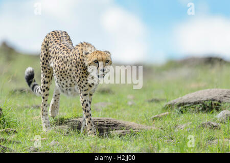 Cheetah (Acinonix jubatus) marche sur la savane, Maasai Mara National Reserve, Kenya Banque D'Images