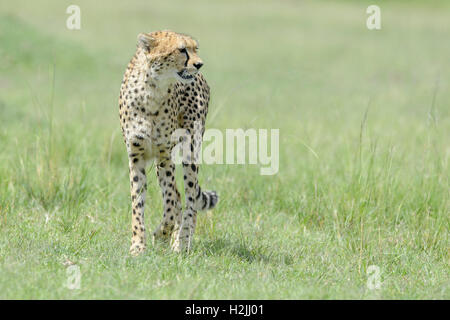Cheetah (Acinonix jubatus) marche sur la savane, looking up, Maasai Mara National Reserve, Kenya Banque D'Images