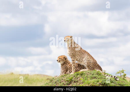 Cheetah (Acinonix jubatus) assis sur une colline donnant sur la savane, Maasai Mara National Reserve, Kenya Banque D'Images