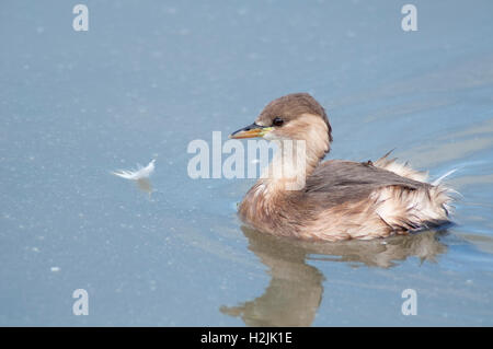 Portrait de horizontales, Grèbe Castagneux Tachybaptus ruficollis (Podicipedidae). Les jeunes la baignade dans un lac. Banque D'Images