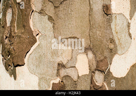 Écorce de platane close up contexte Banque D'Images