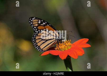 Papillon monarque sur tournesol mexicain Banque D'Images